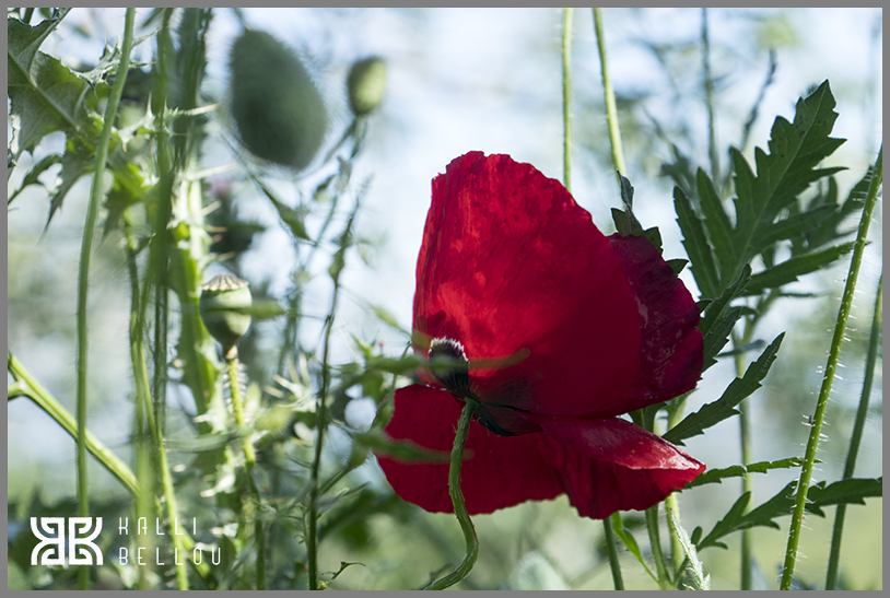 � Kalli Bellou / www.kallibellou.com